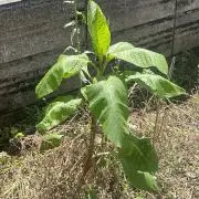 マキマキ