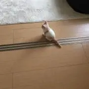 USMGの画像