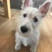 フェン