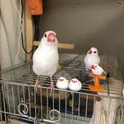 ハク