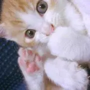 メミ