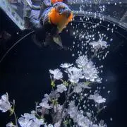 きゅら