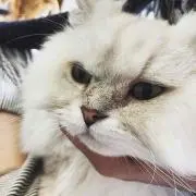 mia＊即購入OK