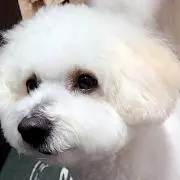 チルチル