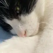 隊長