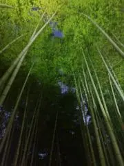 愛