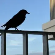 山葵の画像