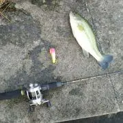 ドロンパ