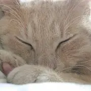 なすびの画像