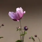 momoの画像