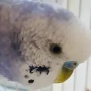 いんこさんの画像
