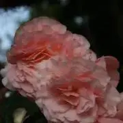 すたまるの画像