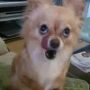 ポテチの画像