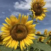 ひまわりの画像