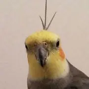 おる