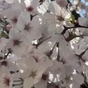 RAN★プロフ確認よろしく(*.ˬ.)"の画像
