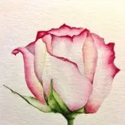 Rose222の画像