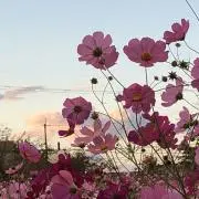 はなちゃん☆の画像