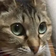 コッタ