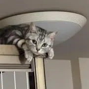 ネネオの画像
