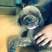 siolemonの画像