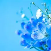 あじたま