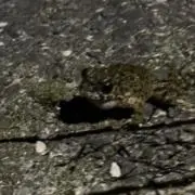 ぱー