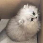 いちご♡の画像