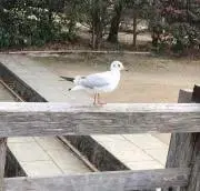ぴよっちの画像