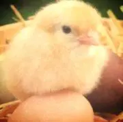 ひよこの画像