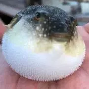 omame3の画像