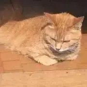 ももも