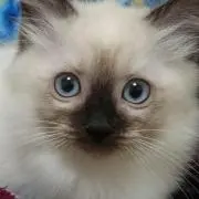 まろねーずの画像