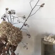'pii *