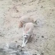 あわじ