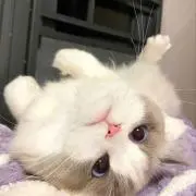 ララの画像