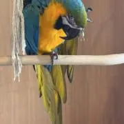 スライムの画像