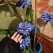 こ