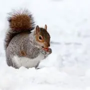 ちっぷーの画像