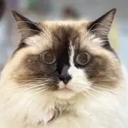 まつぼっくり