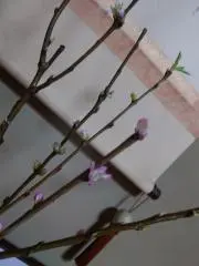 masaの画像