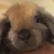 りえの画像