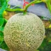 メロン