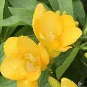 Mahaloの画像