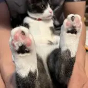 姫の画像