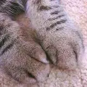 mikanekoの画像