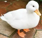 ニコの画像