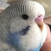 スーさんの画像