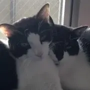 mocchi