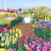 upsidegardenの画像